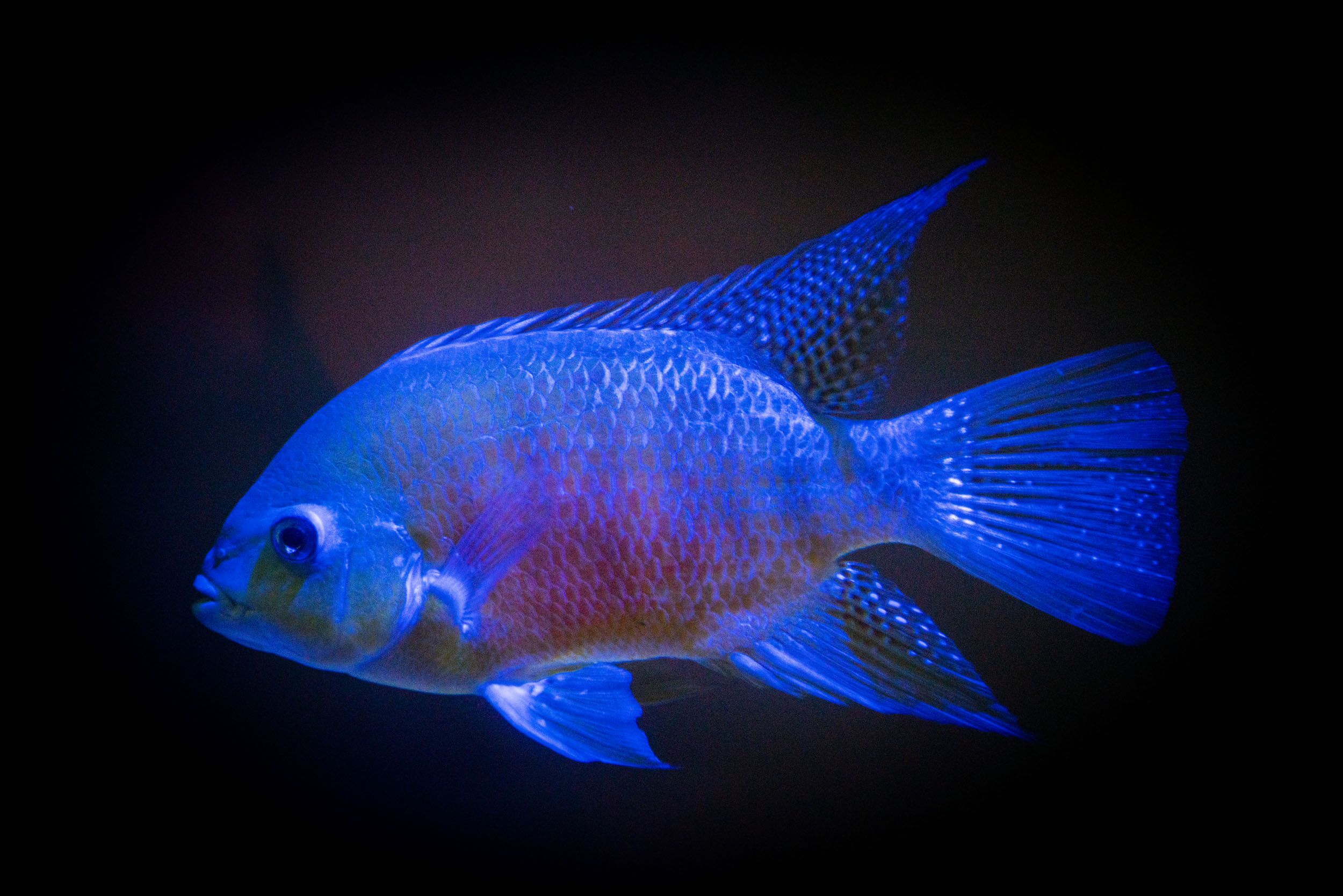 chisel tooth cichlid