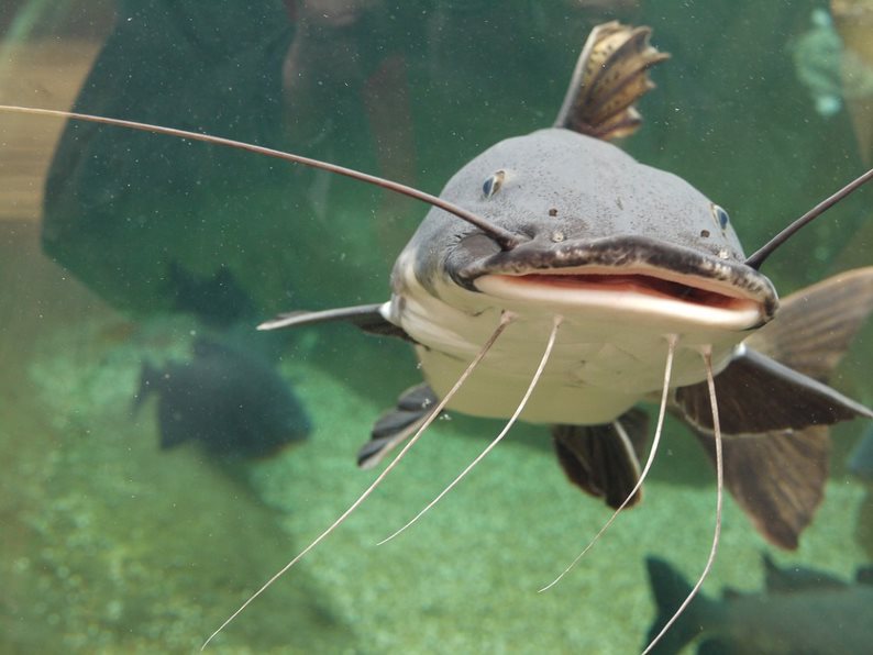 red tailed catfish river monsters