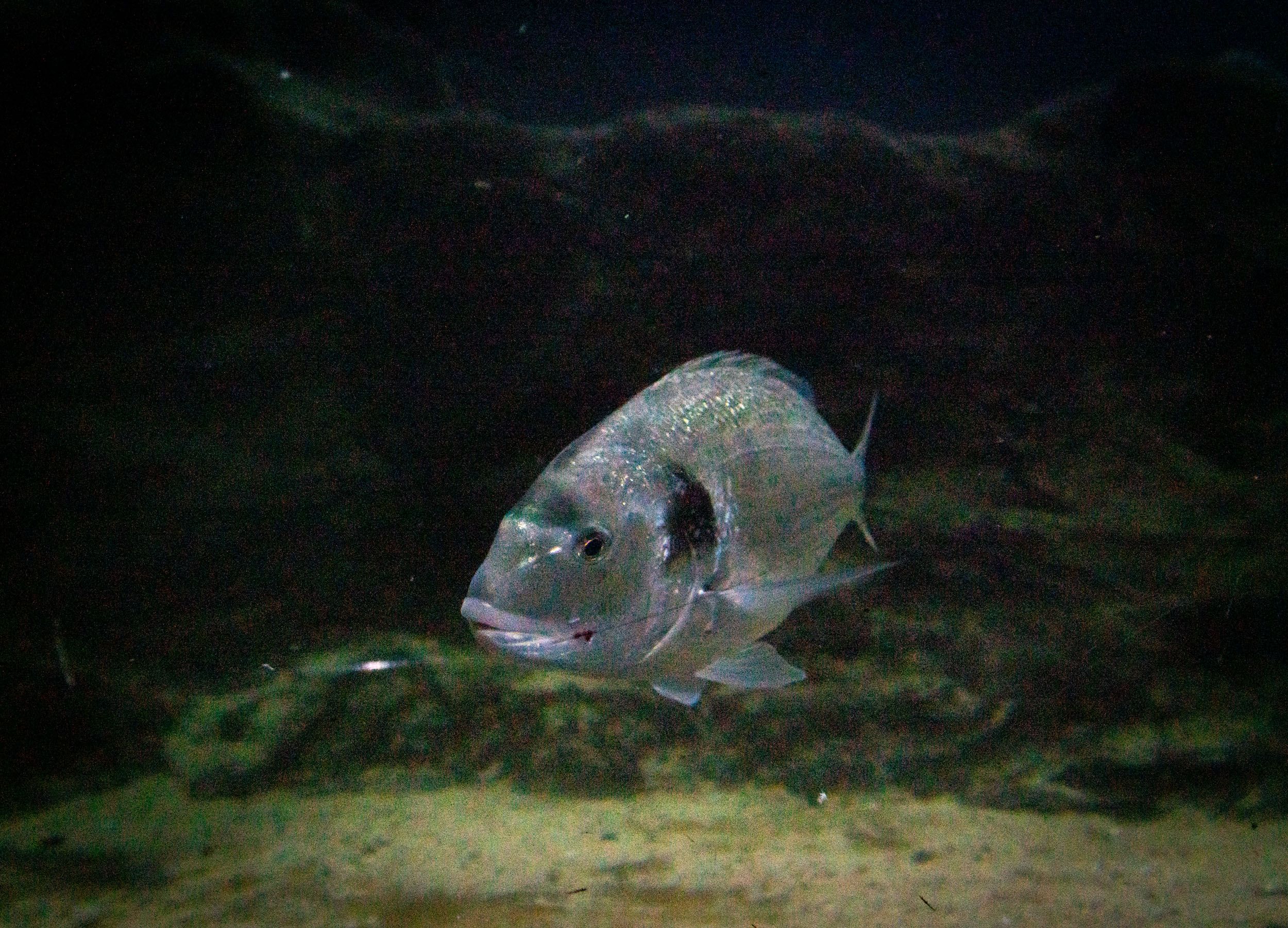 Gilt-head bream and Turbo fish