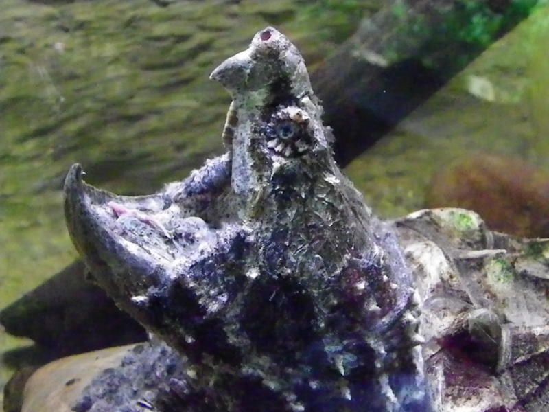 Temple of Frogs | Exhibits | Discover | Deep Sea World