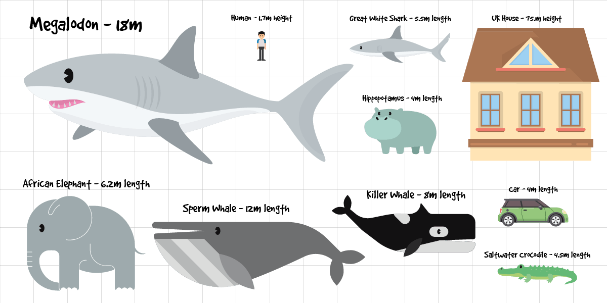 Meet the Megalodon: The Biggest Shark Ever | Deepseaworld