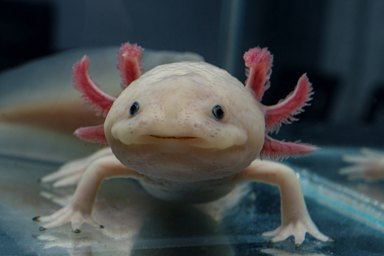 L'axolotl : un animal étonnant ! - Blog