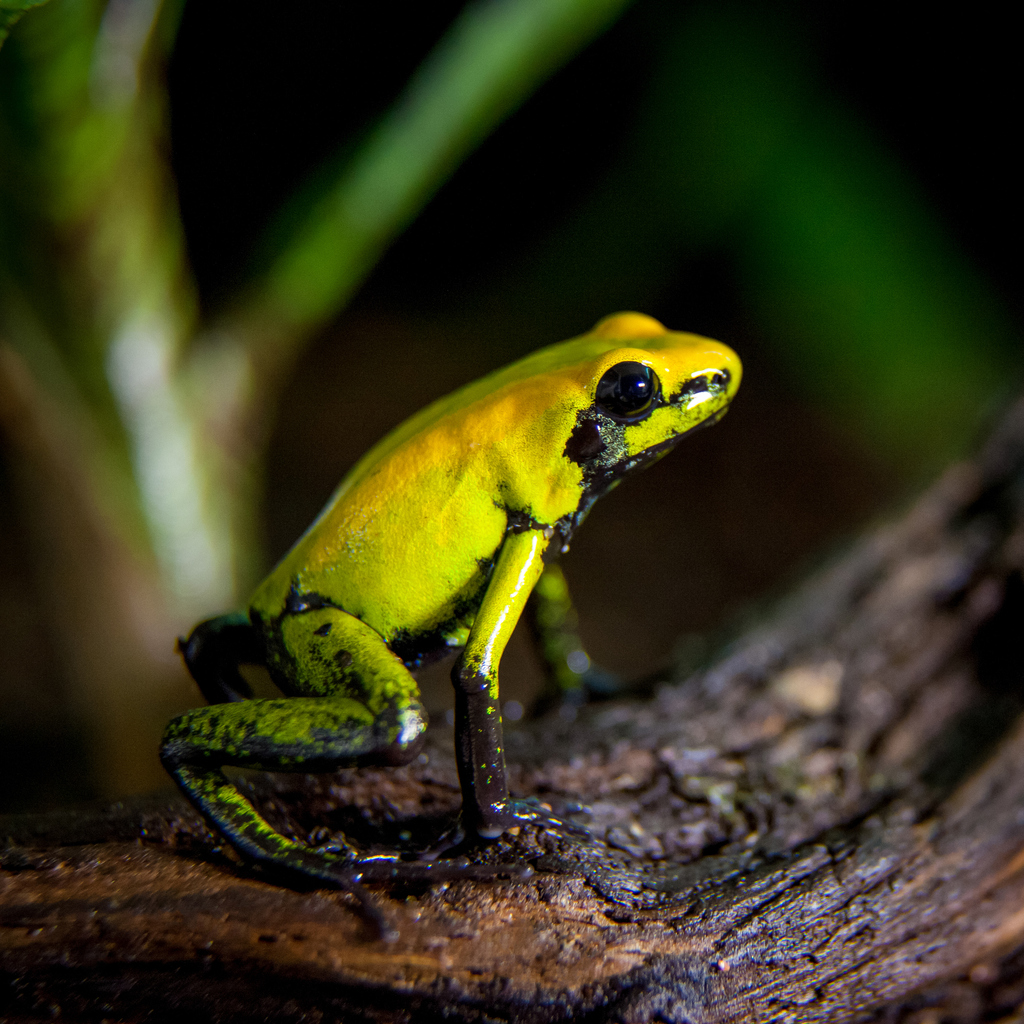 Black-legged poison froglet, Phyllobates bicolor in terrarium