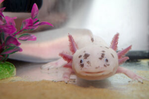 close up of axolotl