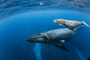 Close up of humpback whale calf swimming with its mother in the deep blue Pacific Ocean. Photographed off the tropical island of Vava’u, Kingdom of Tonga.