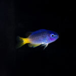 Photo of Neon damsel, a juvenile saltwater fish, against a black background.